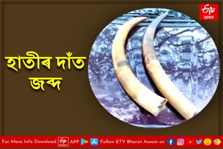 Seized two elephant tusks at Nazira