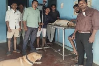 Karnataka News: ગર્ભવતી માદા શ્વાનને રક્તદાન કરી શ્વાને બચાવ્યો તેનો જીવ