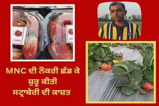 Strawberry Cultivation, Strawberry Farmer in Pathankot