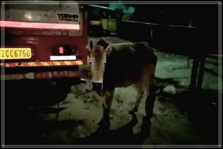 Cattle rescued at Kaliabor