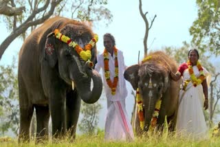 Oscars 2023  ഇന്ത്യയിലേയ്‌ക്ക് ഓസ്‌കര്‍  The Elephant Whisperers Wins Best Documentary  The Elephant Whisperers Wins  The Elephant Whisperers  ദി എലിഫന്‍റ്‌ വിസ്‌പറേഴ്‌സ്‌ മികച്ച ഡോക്യുമെന്‍ററി  ദി എലിഫന്‍റ്‌ വിസ്‌പറേഴ്‌സ്‌  മികച്ച ഡോക്യുമെന്‍ററി ഷോര്‍ട്ട് ഫിലിം  മികച്ച ഡോക്യുമെന്‍ററി ഷോര്‍ട്ട് ഫിലിം വിഭാഗത്തിൽ  ഓസ്‌കർ നേടുന്ന ആദ്യ ഇന്ത്യൻ ചിത്രമായ  95ാമത് ഓസ്‌കര്‍ പുരസ്‌കാരം  The Elephant Whisperers Wins Best Documentary