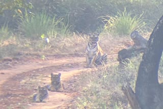 three-tigers-sighted-at-k-gudi-safari-range