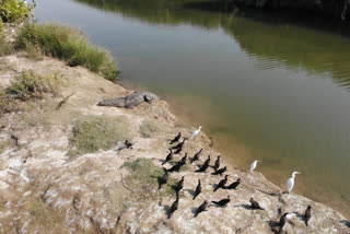 Jamuniya Island Home Of Crocodiles