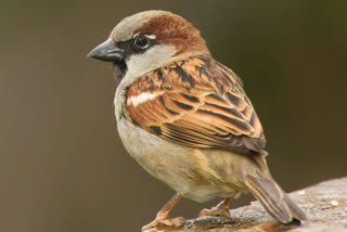 World Sparrow day 2023