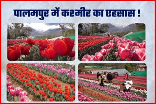 Tulip Garden Palampur