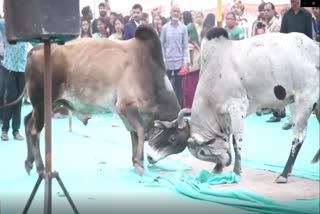 Bull Fight In Gujarat Marriage Viral Video