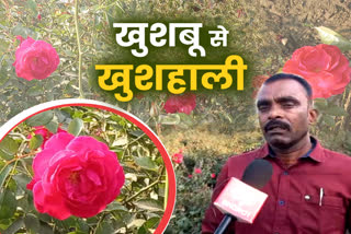 rose farming mp gulab kisan