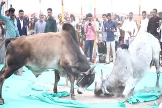 Bull Fight in Wedding