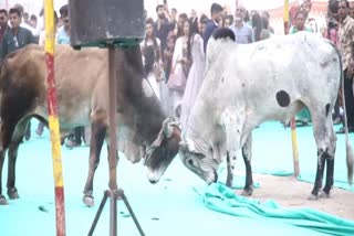 Bull Fight in Marriage Mandap  Bull Fight  Marriage Mandap  Bull Fight in Marriage Mandap goes viral  viral in Social media  Bull Fight  കന്നുകാലികള്‍  കാളകള്‍ കയറി അലങ്കേലപ്പെടുത്തി  വധൂ വരന്മാര്‍  കാള