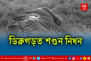 Vulture death in Dibrugarh