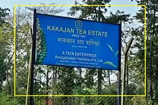 Accident at Kakajan Tea Estate