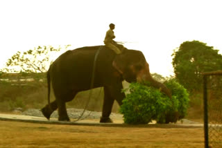 Tourists thong Mudumalai Theppakadu elephant camp