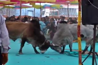 2 fighting bulls turn marriage hall into battleground at Gujarat's Amreli; viral video