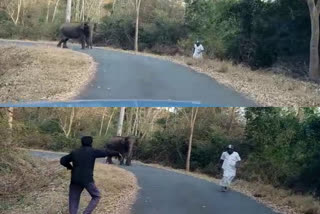 old man on a two wheeler fell down after seeing an elephant standing on the road