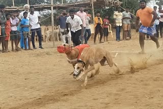 dog race