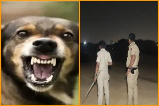 Terror Of Dogs in Delhi