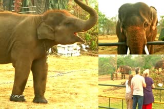 tourists visits the theppakadu elephant camp to see the elephants in the elephant whisperers documentary