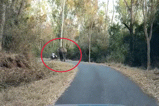 biker-escaped-from-the-elephant-in-chamarajanagar