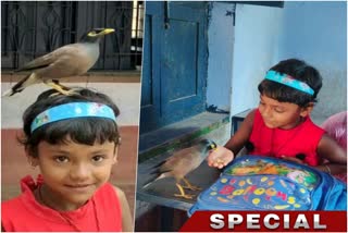 Wild Bird Friendship with a Child in a School in Kanksa of Paschim Bardhaman