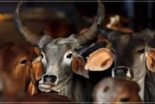 Cow smuggling in Bhilwara