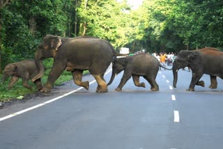 Elephant attacked CRPF jawan