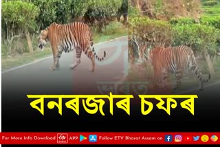 Tiger Free roaming at Kaliabor