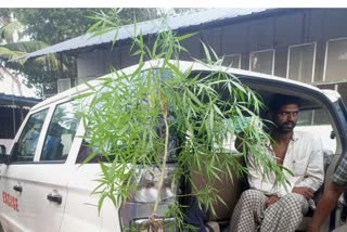 migrant-worker-arrested-growing-cannabis-kummanam-kottayam