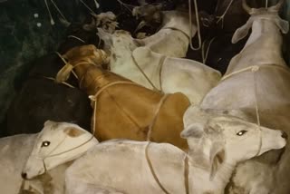 23 Cows Rescued from Cattle Smugglers