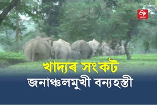 Wild elephant menace in Golaghat