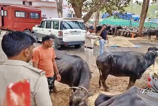 alirajpur police station became tabela