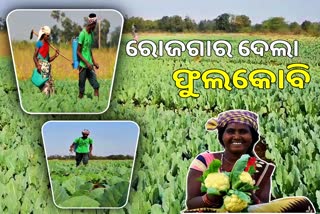 cauliflower farming in sundargarh