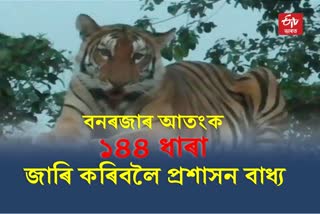 Royal Bengal tiger menace