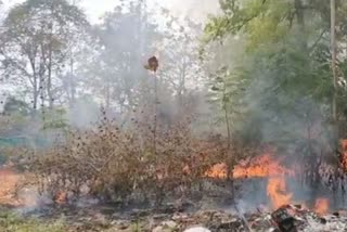 fire in forests of Chhattisgarh