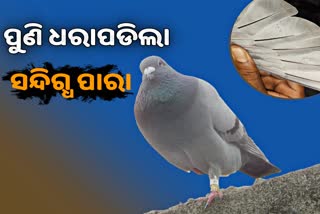 ଅସ୍ତରଙ୍ଗରୁ ପୁଣି ସନ୍ଦିଗ୍ଧ ପାରା ଉଦ୍ଧାର