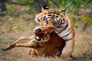वीटीआर में बाघ ने गाय को मार डाला
