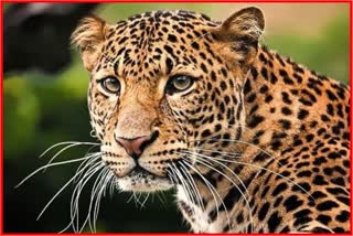 Leopard Attack In Nashik