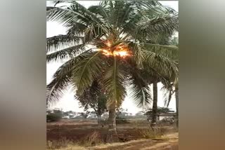 coconut tree