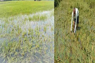 Hisar Farmers demand crop insurance amount