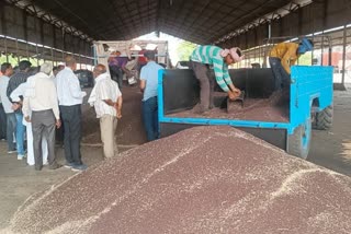 mustard procurement in bhiwani