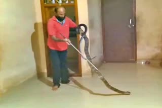king-cobra-rescued-in-belthangadi