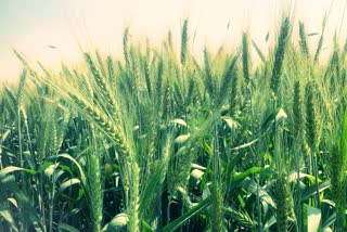 rising heat Effect on wheat in Karnal