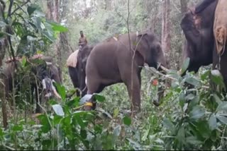 kadabas-elephant-operation-halted-dot-people-in-distress-along-with-fear-dot