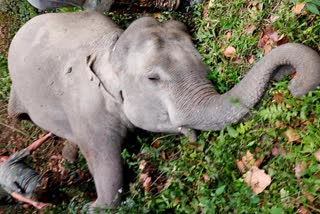 Three elephants died in the forests of Darjeeling