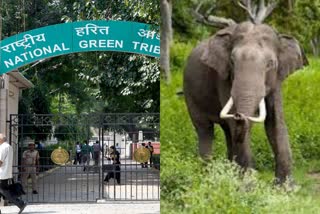 elephant corridor notification