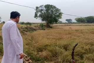 Rajakhera MLA Rohit Bohra inspected crop damage by hailstorm and heavy rain