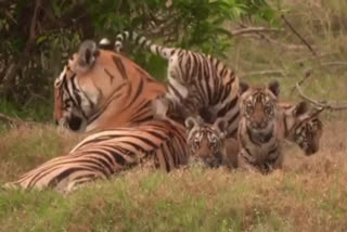 Tigress seen with 3 cubs in STR area