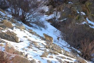 Snow leopard spotted in Uttarakhand's Gangotri National Park