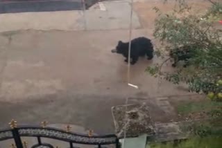 Bear roaming in streets of Kanker