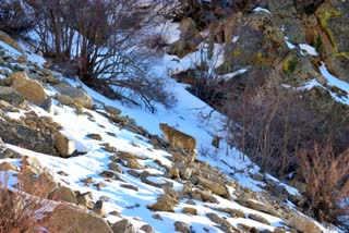 Sighting of a rare snow leopard