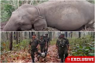 Elephant Deaths Controversy